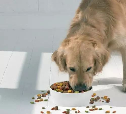Pet snacks have a promising future