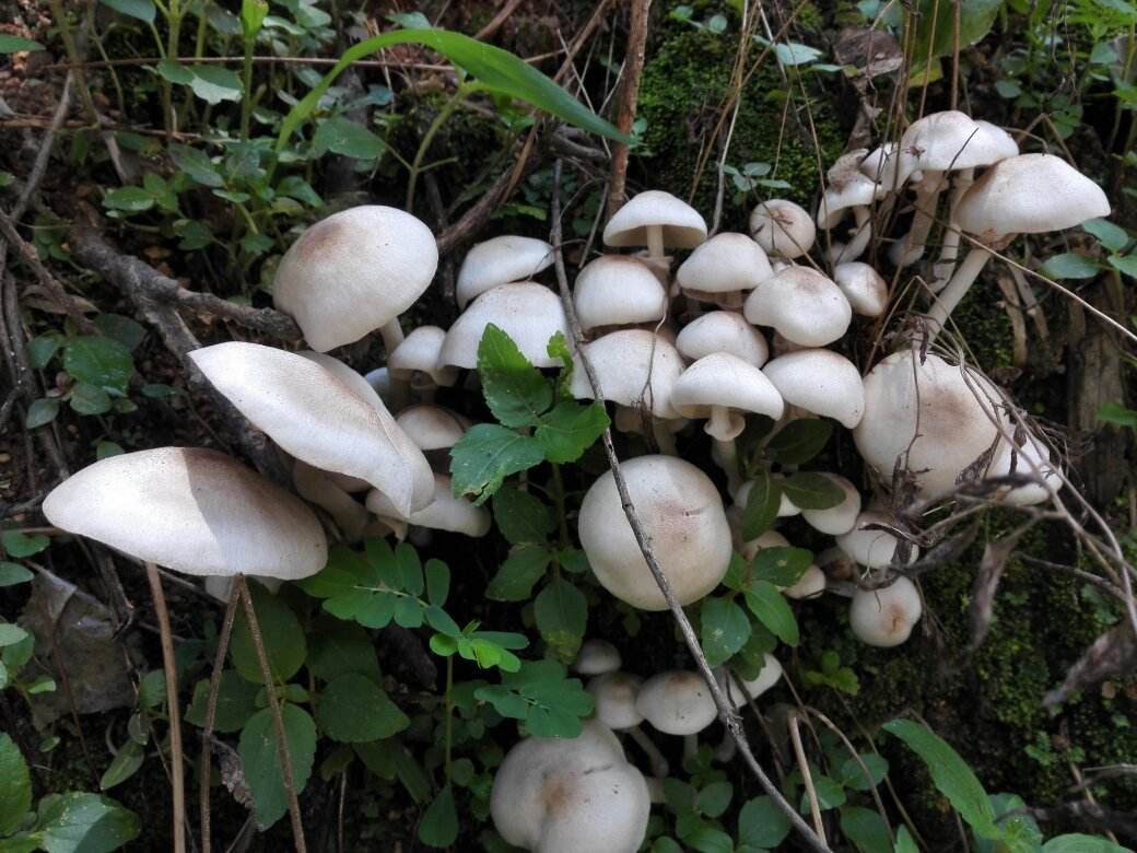 Study on the effect of microwave and high temperature instantaneous steam blanching pretreatment on enzyme activity and quality of Agaricus bisporus before drying